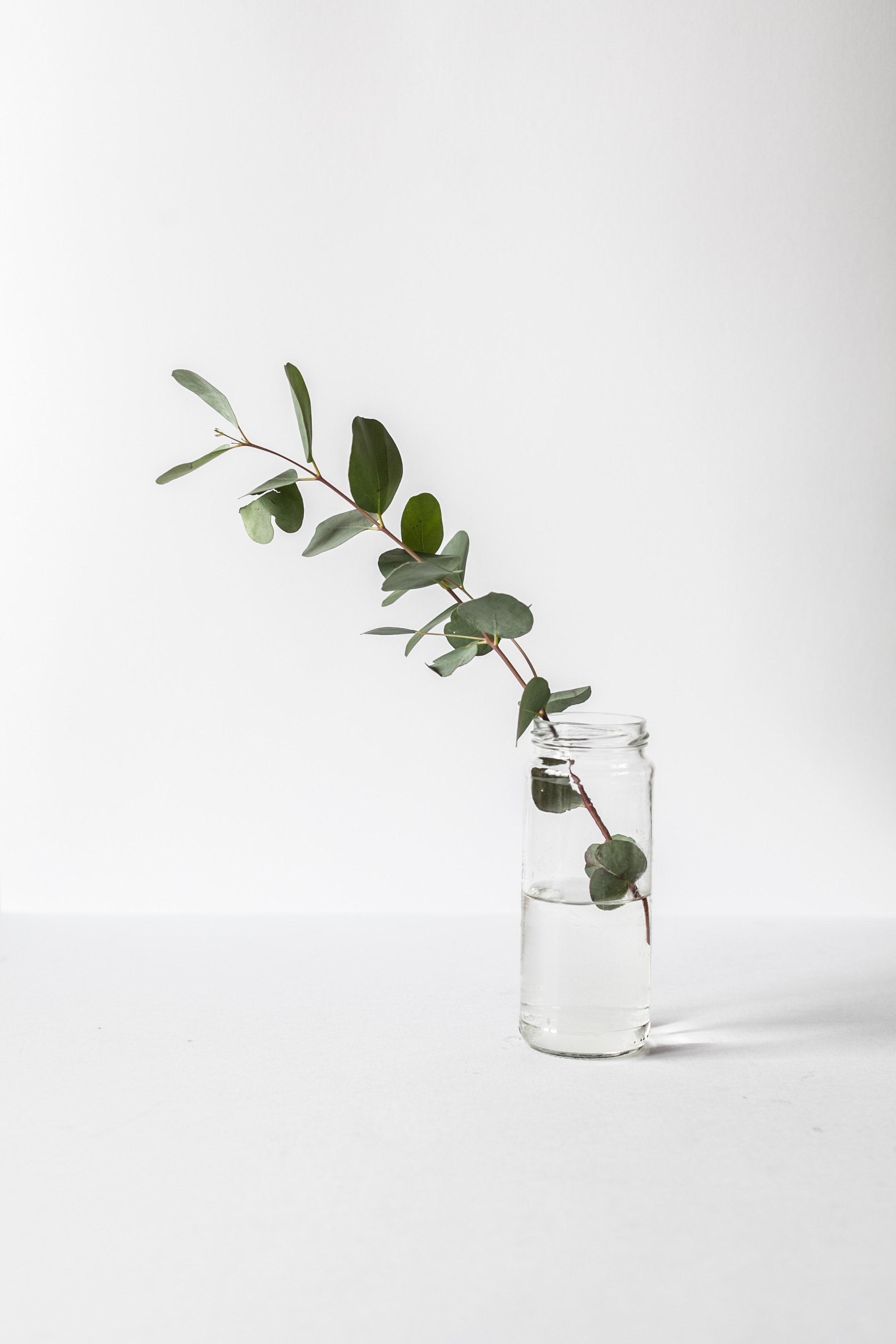 Minimal branch in a glass jar on a light background
